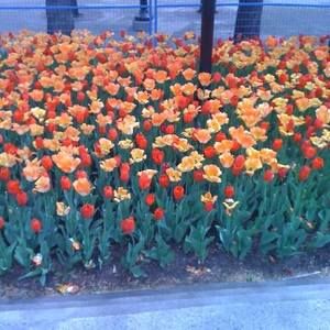 Meet your Posher, Ycel